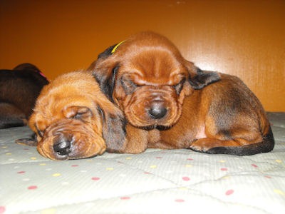 [SB09-redbone-coonhound-puppies-2wks[2].jpg]