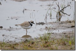 Little Ringed Plover by Tom