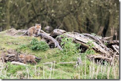 Fox Cubs, Fowlmere