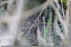 Cetti's Warbler (somewhere!)