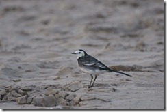 Pied Wagtail at Inch Point