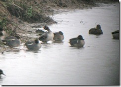 Green-winged Teal (digiscoped)