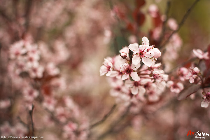 reflections-of-nature-ali_salem-4