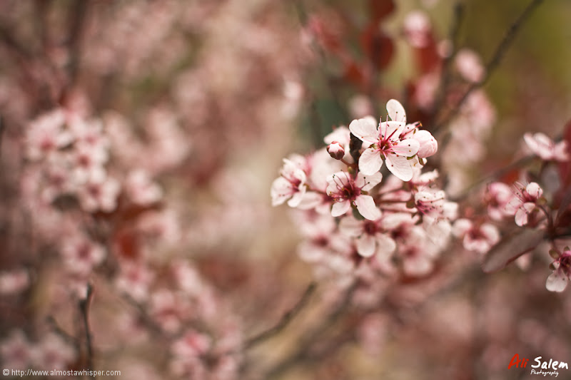 reflections-of-nature-ali_salem-4