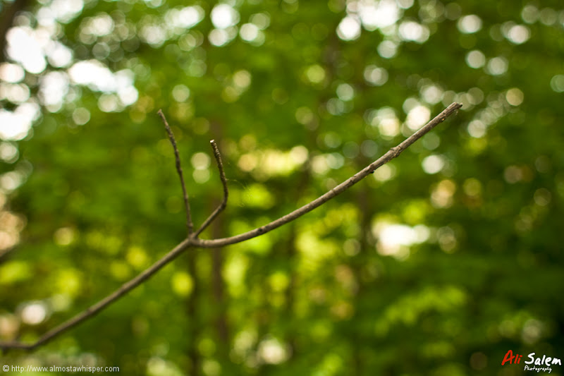 reflections-of-nature-ali_salem-7