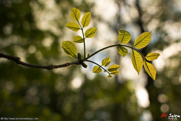 reflections-of-nature-ali_salem-12
