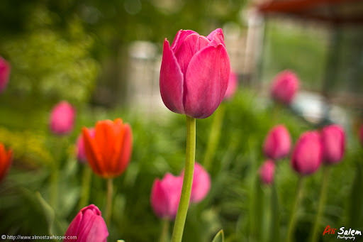 images of nature photography. Nature Photography