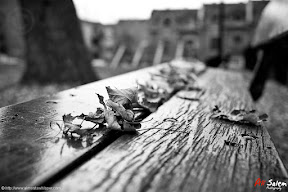 montreal-autumn-by-ali-salem-14