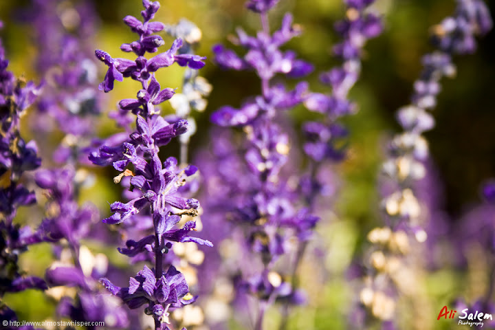 Jardin-des-floralies-8