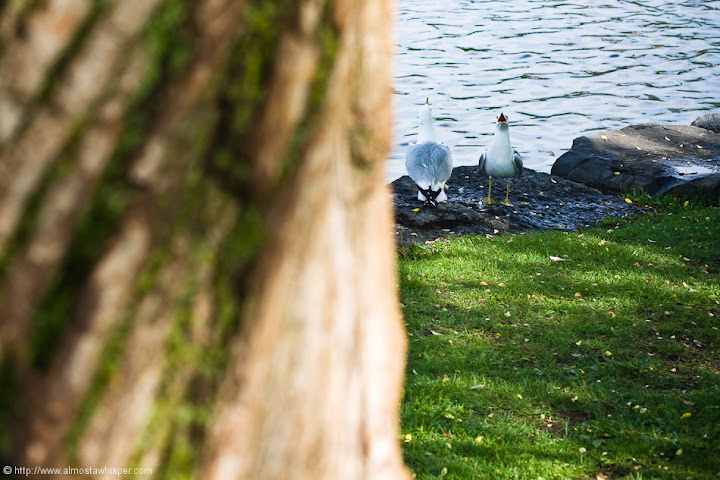 Ontario-photography_by_Ali-Salem-30