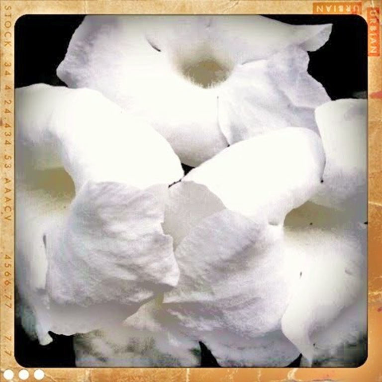 white flowers retro