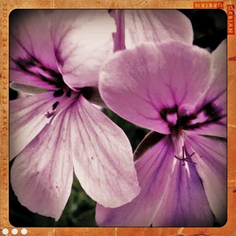 [purple flowers retro[7].jpg]