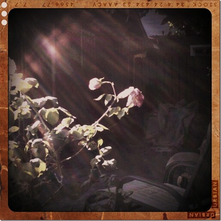 sunlight on roses retro