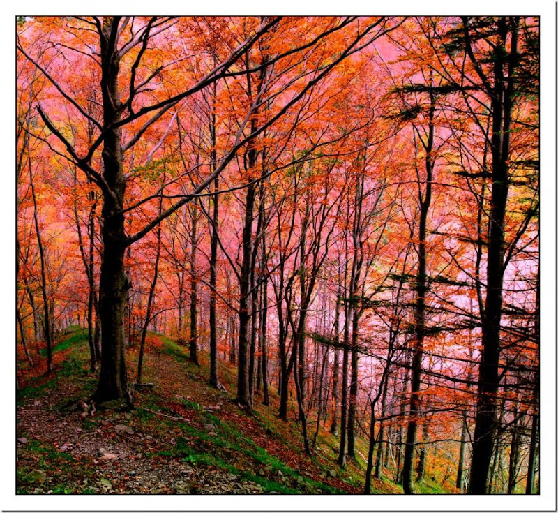 autumn in a nature park in lucca Italy