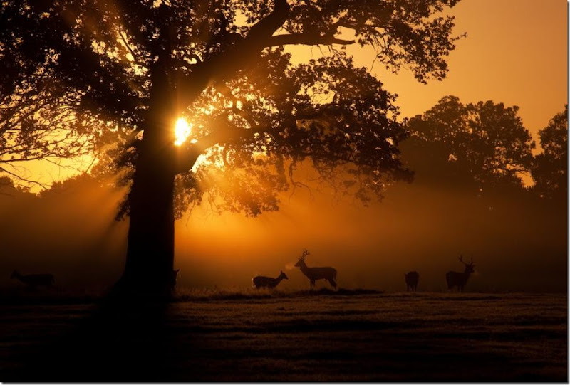 early morning fallow deer