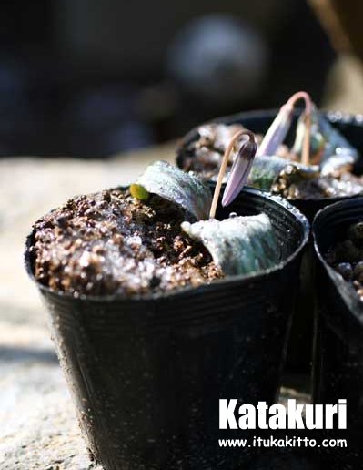 カタクリの蕾、石垣、そして木道できた！