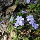 IMGP7429.JPG