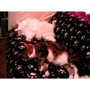 Cat Dream Interpretations Cover