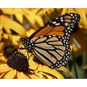 Power Animal Butterfly Cover