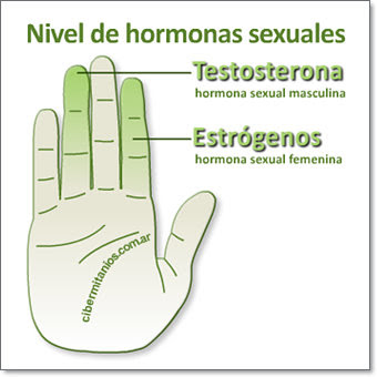 La dimensión del pene pequeño medio grande