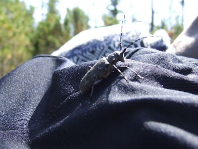 Ein Strigun-Käfer sonnt sich auf einer abgelegten Jacke.