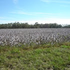 Cotton Plants
