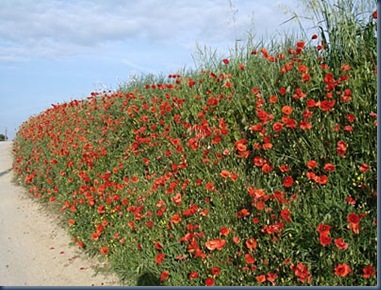 provence-luberon011