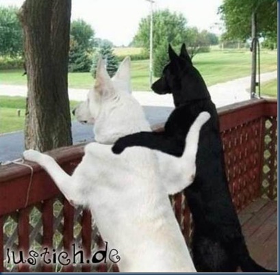 1012-hunde-freunde