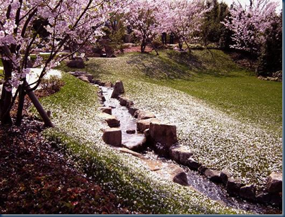 kirschblüten