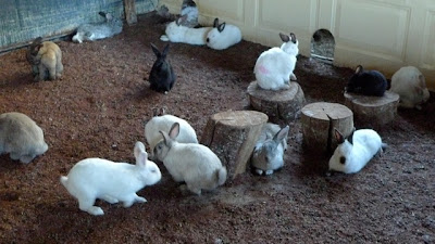 Bunnies for sale: A$20