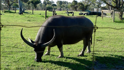 Petals the buffalo