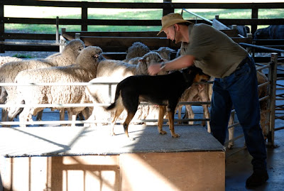 Farm show - dog rounding up the herd
