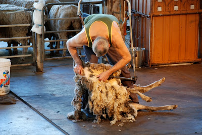 Only way to differentiate the sheep from a sweater is the legs that stick out