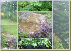 rain in garden