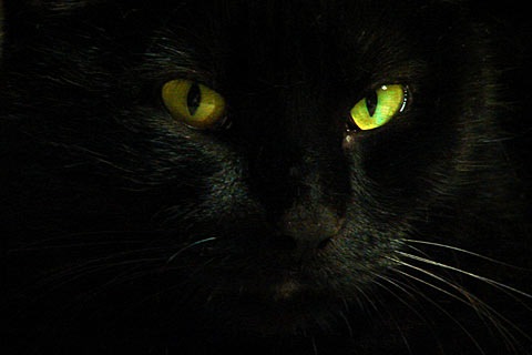 [black-cat_01[3].jpg]