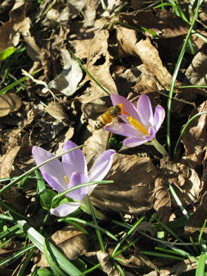 crocus