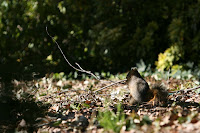 IMG_6774.JPG