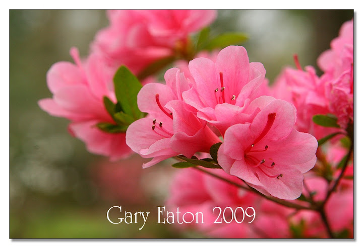 IMAGE: http://lh4.ggpht.com/_rSR7KcWAKvs/SceahLNssnI/AAAAAAAAD9s/mlBFyWgz188/s720/IMG_6315.jpg