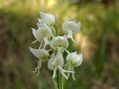 Monkey Orchid Monkey Orchid