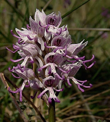 Monkey Orchid Monkey Orchid