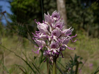 Monkey Orchid Monkey Orchid
