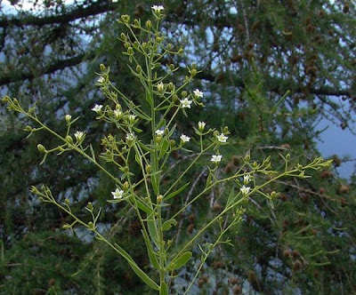 Bavarian Bastard Toadflax Bavarian Bastard Toadflax