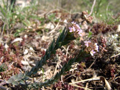 Burnt Candytuft Burnt Candytuft