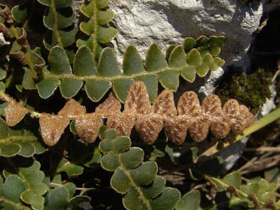 Ceterach officinarum DC.
