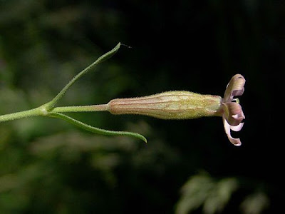 Valais Catchfly