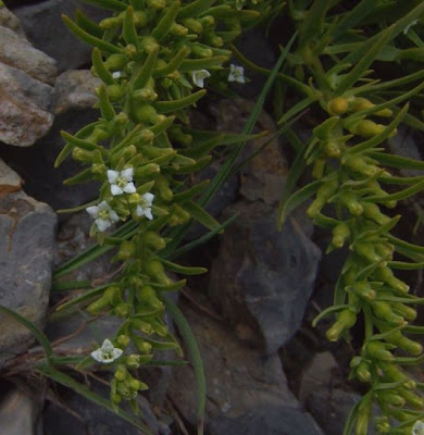 Alpine Bastard Toadflax Alpine Bastard Toadflax