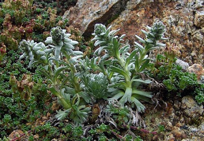 Artemisia genipi Stechm.