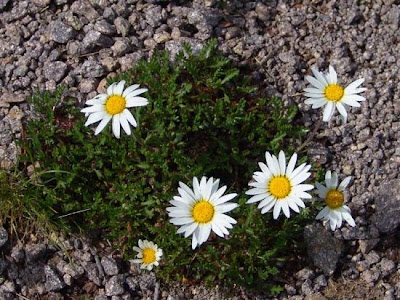 Alpen-Margerite Alpen-Margerite