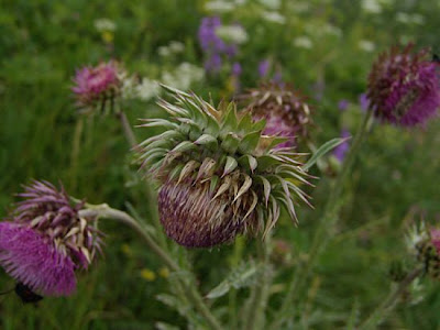Carduus nutans L.