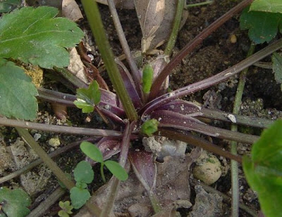 European sanicle